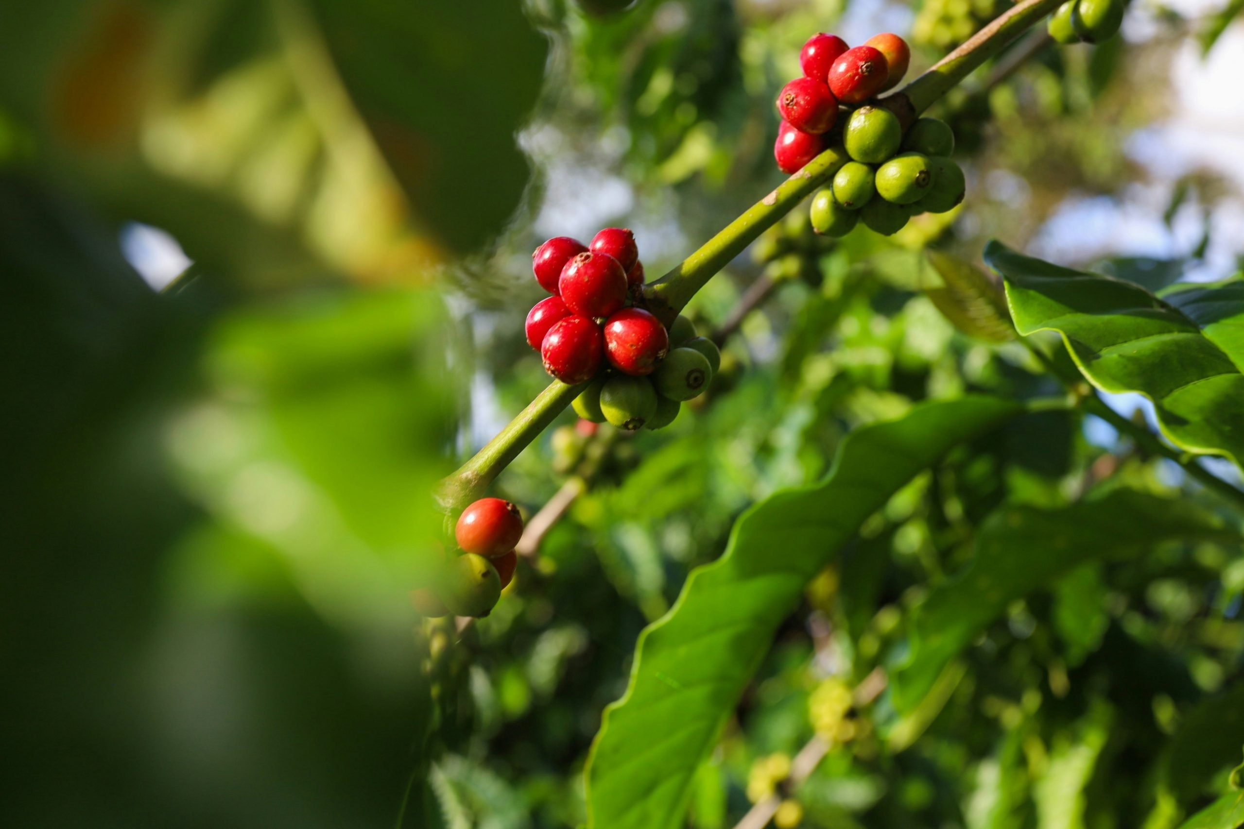 Vietnam’s Coffee Industry and its Quest Towards Fine Robusta